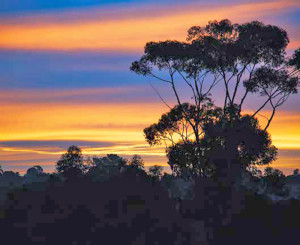 The sun sets behind a eucalyptus tree in California.